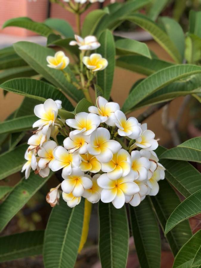 أغريجنتو Terrazze Di Montelusa المظهر الخارجي الصورة